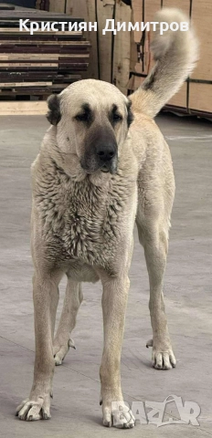 Продавам мъжко кангалче , снимка 5 - Кангал - 52844590