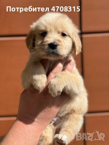 Голдън ретривър момче родословен баща, снимка 2 - Голдън ретривър - 54211164