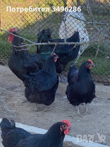 Продавам яйца от Джърси гигант, снимка 8 - Кокошки и пуйки - 53771622