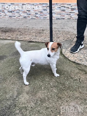 Продавам Джак Ръсел, снимка 6 - Джак ръсел териер - 52990906