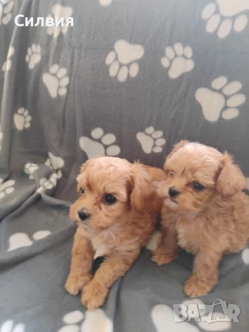 предлагам супер мини бейби малтипу , снимка 1