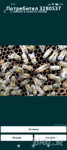 Пчелни отводки 