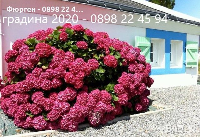  Хортензия -Hydrangea macrophylla, снимка 2 - Градински цветя и растения - 27905615