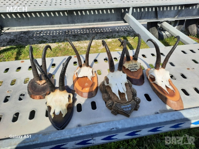 Трофей от дива коза. 