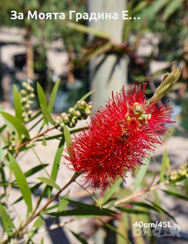 Калистемон , снимка 4 - Градински цветя и растения - 53635793