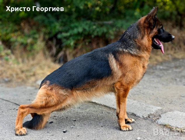 Развъдник”Georgiev Nouse”продава малки чистокръвни немски овчарки женски, снимка 5 - Немска овчарка - 51432181