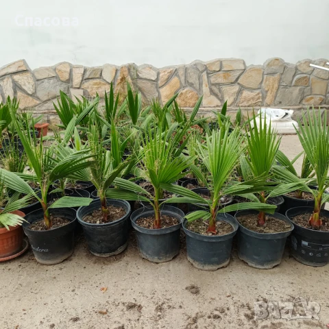 Палма Вашингтон - различни размери, снимка 3 - Стайни растения - 41190808