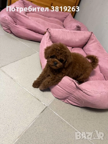 Пудел той мини, снимка 3 - Пудели - 52616820