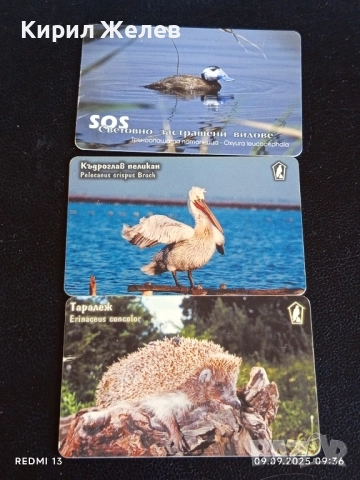 Три фонокарти МОБИКА тема ЖИВОТНИ ТАРАЛЕЖ,КЪДРОГЛАВ ПЕЛИКАН 17067