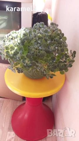 Дървото на парите, снимка 4 - Стайни растения - 51040794