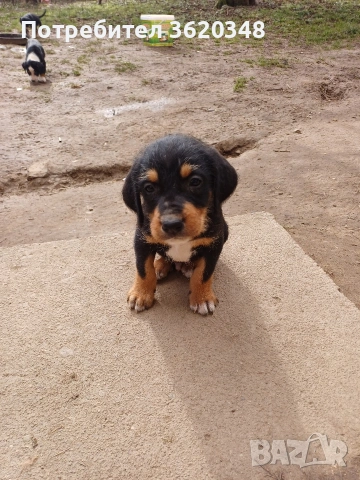 Ловни кучета