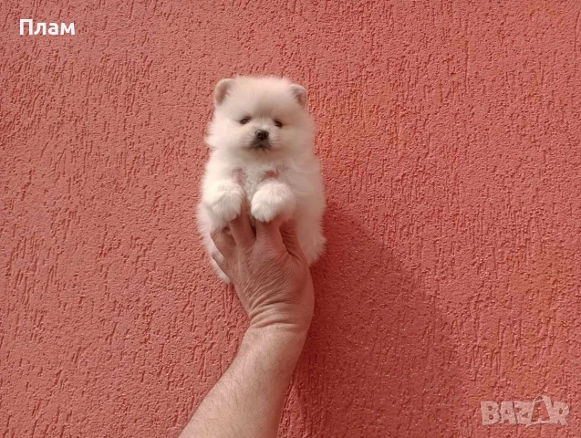 Померани.Реални снимки ! , снимка 8 - Померан - 54051834