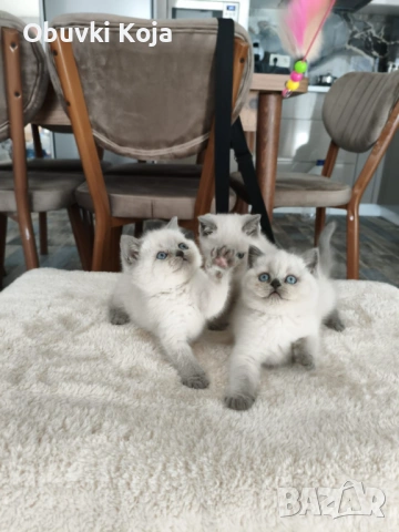 Не са красиви ами просто са уникалени 