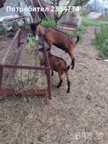 ярета и кози, снимка 7 - Кози - 46174425