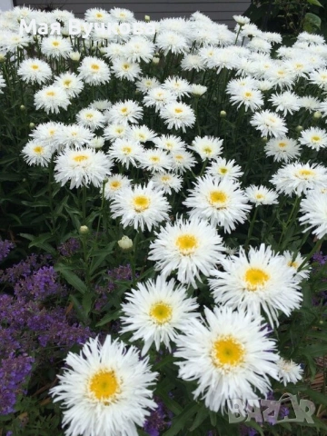 Комплект 4бр маргарита, снимка 3 - Градински цветя и растения - 53060131