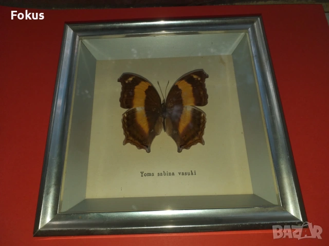 Пеперуда в рамка, снимка 2 - Антикварни и старинни предмети - 53363651