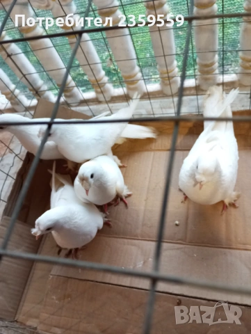 Мардини, снимка 3 - Гълъби - 54053035