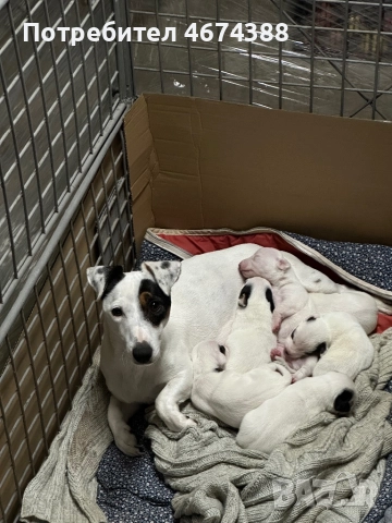 Джак Ръсел териер, снимка 5 - Джак ръсел териер - 52731550