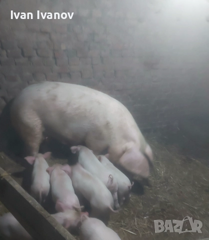Прасета малки и големи, снимка 4 - Прасета - 52528618