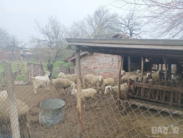 Продавам животни овце и агнета _всичките 