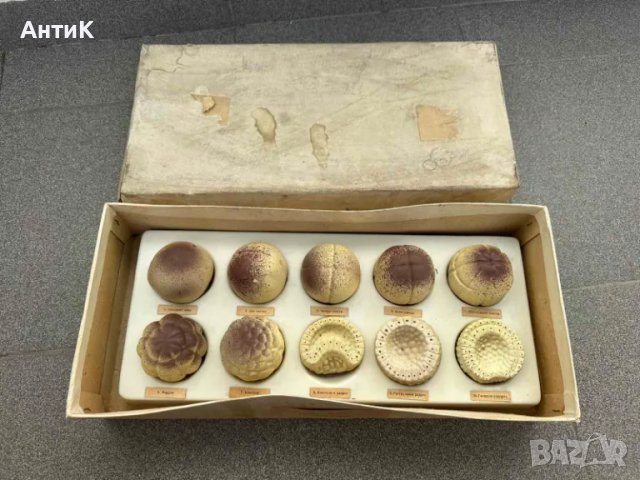 Соц Учебен Макет Модел Ембрионално Развитие при Човека