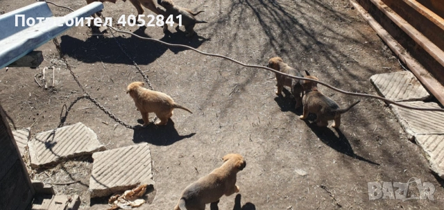 Белгийска овчарка, снимка 2 - Белгийска овчарка - 53830391