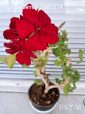 Мушкато калиопе, снимка 2 - Стайни растения - 54303835