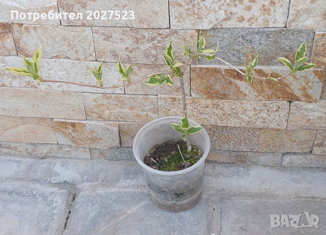 пъстролистна вайгела , снимка 2 - Градински цветя и растения - 45062157