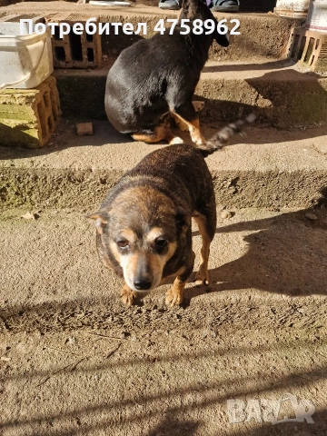 Пинчери, снимка 3 - Пинчер - 53757094