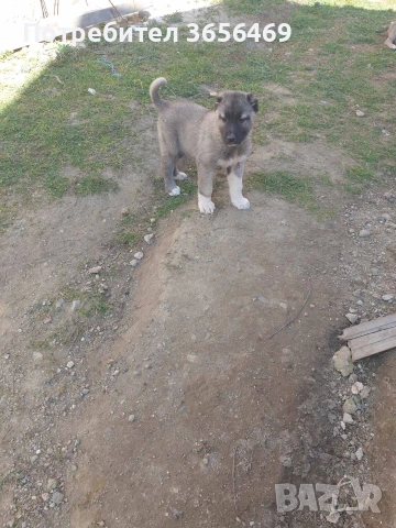 Породисти КАНГАЛИ., снимка 2 - Кангал - 53622874