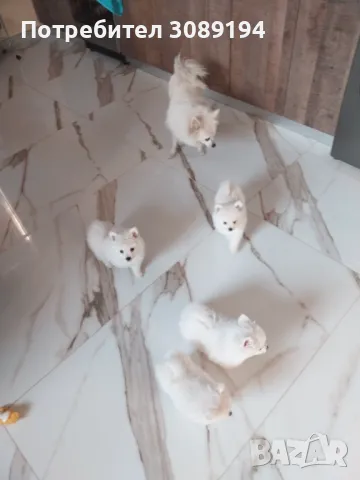 Мини шпиц-померан, снимка 3 - Померан - 47946390