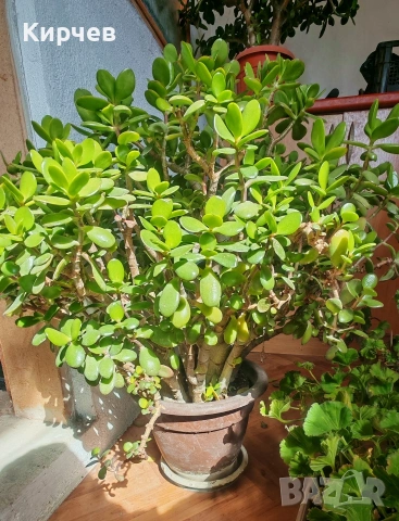 Дървото на живота (3 броя ), снимка 3 - Стайни растения - 26160032