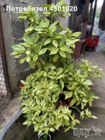 Цветя, снимка 4 - Разсади - 52350984