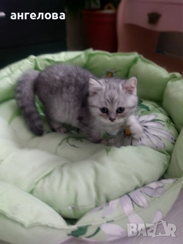 Сребърна чинчила , снимка 13 - Британска късокосместа - 53581047