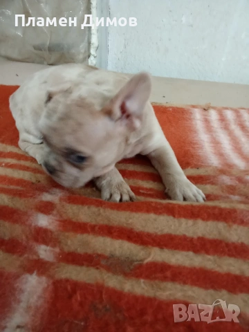 френски булдог 4 момчета и 2 момичета 