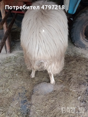 Асаф, снимка 2 - Овце - 54196713