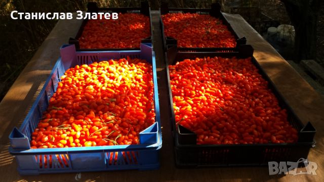 Продавам пресен плод Годжи бери, снимка 2 - Домашни продукти - 46162250