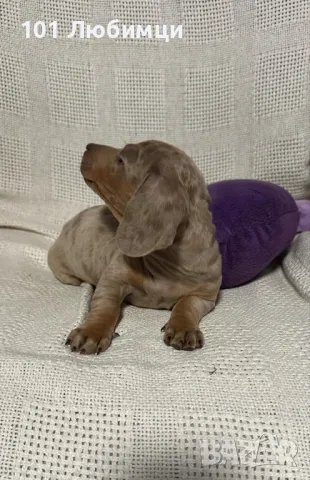  Дакел мини, снимка 5 - Дакели - 48256802