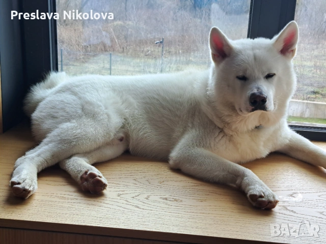 Акита Ину мъжки търси партньорка