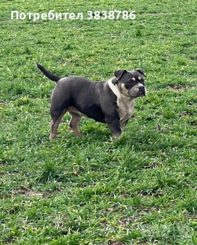 American bully