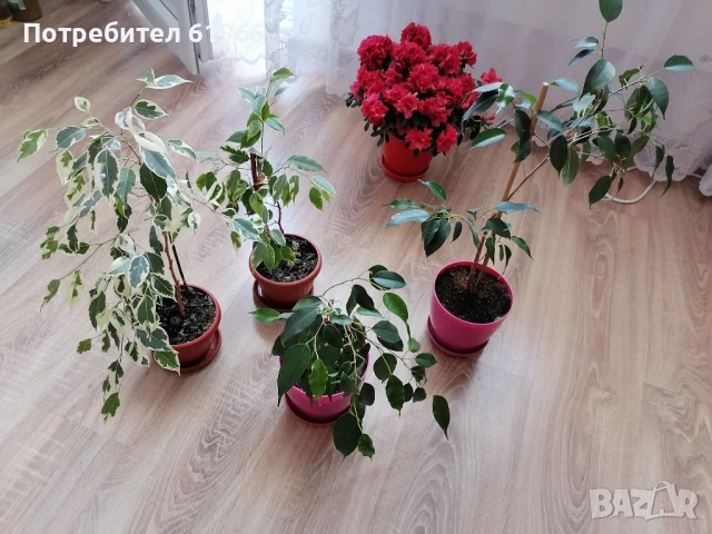 Красиви бенжамин шарен и зелен! , снимка 2 - Стайни растения - 50695635