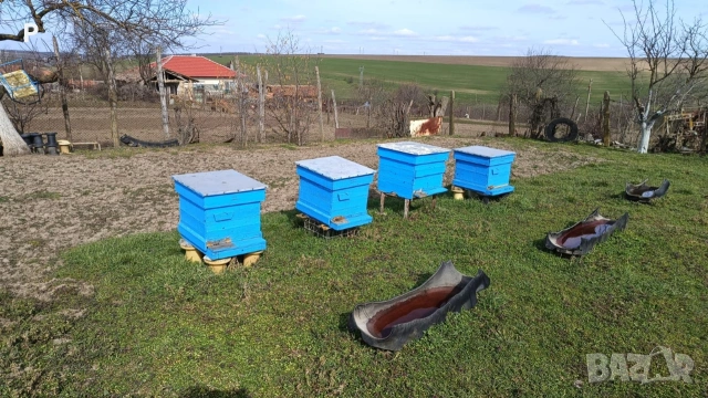 Пчелни семейства , снимка 3 - За пчели - 53844596