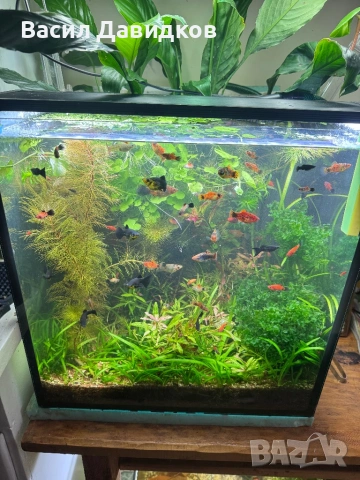 Живородни , Бял папагал и растения , снимка 8 - Рибки - 53453460