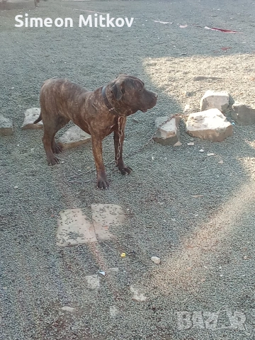 здравейте приятели продавама преса канарио на 9 месеца тл за връзка 0876891693, снимка 2 - Кане корсо - 53560458