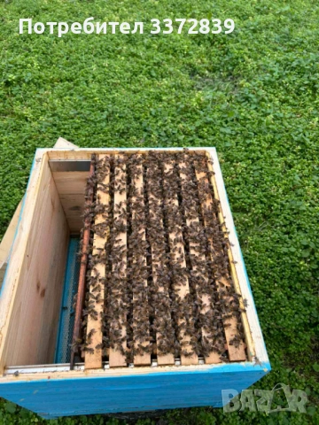 Продавам пчелни семейства и отводки, снимка 4 - За пчели - 54183724