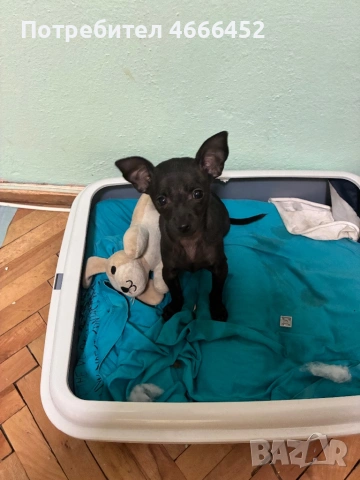 Мини пинчер, снимка 2 - Пинчер - 53137750