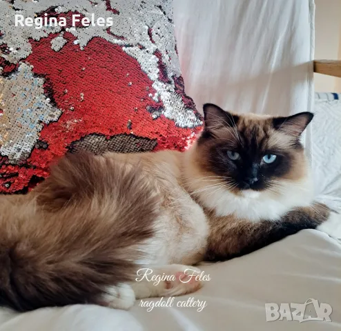 Рагдол женско коте с родословие / Ragdoll cats / Регдол коте, снимка 1 - Други - 45614570