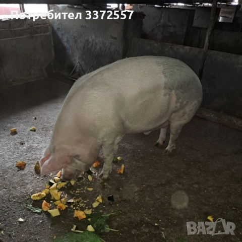 Продава домашно прасе , снимка 2 - Други животни - 52348277