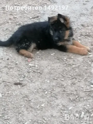 малки немски овчарки , снимка 12 - Немска овчарка - 50062180