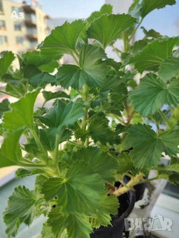 Продавам цветя Кралско (Английско) мушкато - с пъпки, снимка 8 - Стайни растения - 50477875